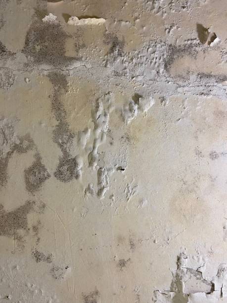 Best Mold Testing  in Powder Springs, GA